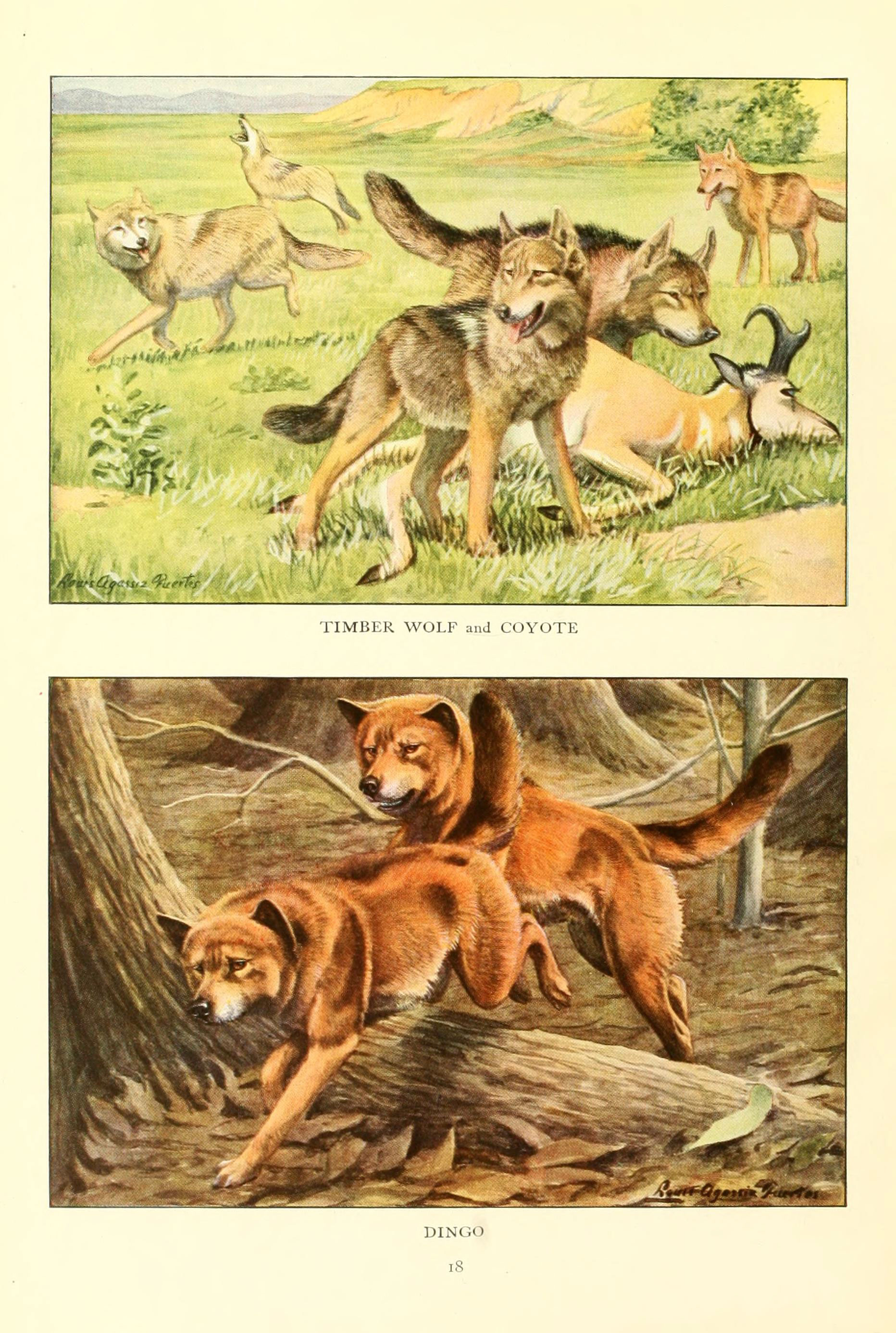 2 x Vinyle Autocollants 7.5 cm-Canis lupus Loup gris Animal Cool Cadeau #16948