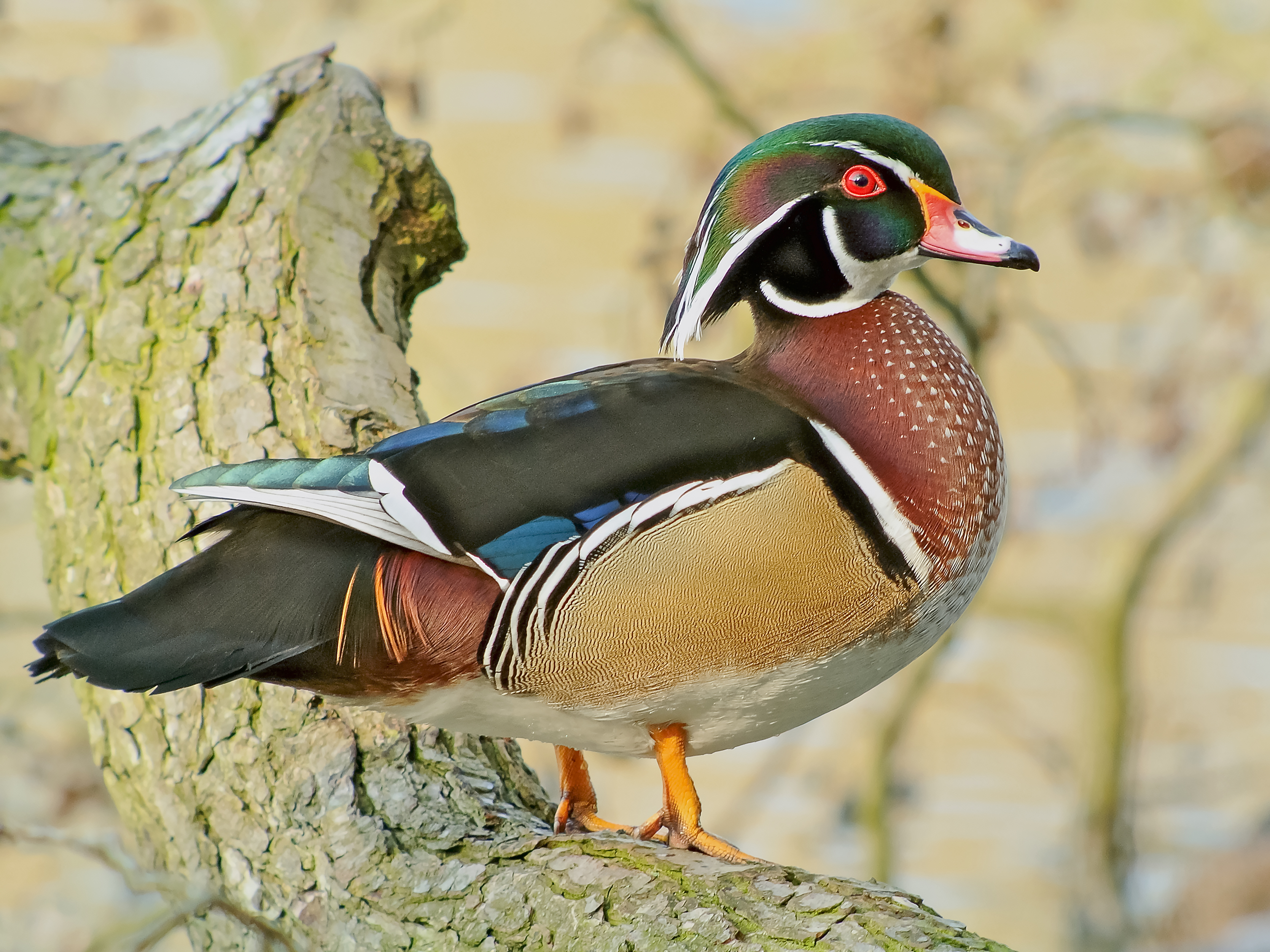 Wood duck - Wikipedia