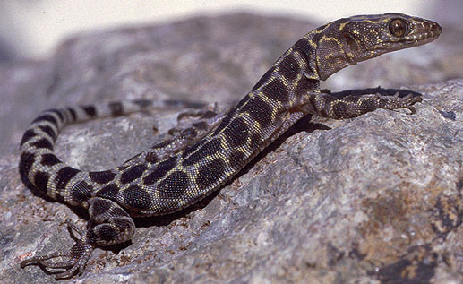 xantusiidae