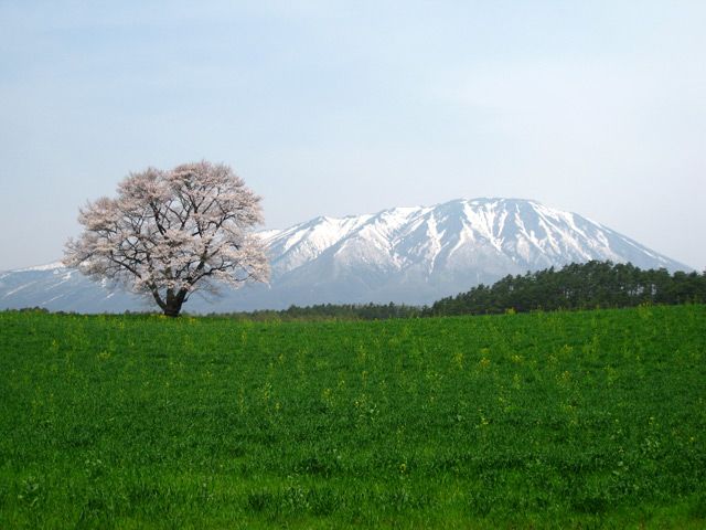 File 一本桜と岩手山 A Cherry Blossom And Mt Iwate At Koiwai Farm 02 May 09 Panoramio Jpg Wikimedia Commons