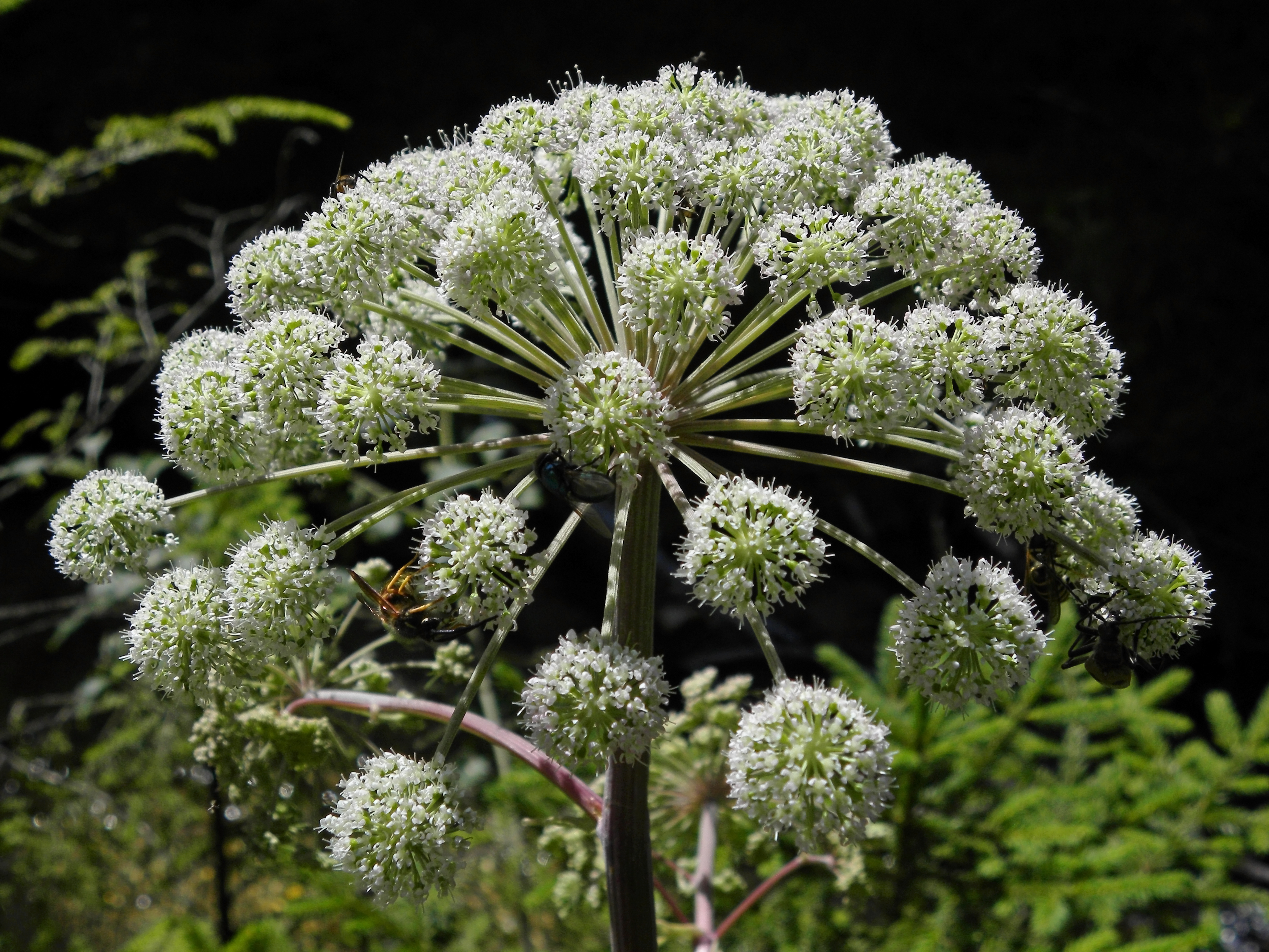 Зонтичные (Umbelliferae(Apiaceae))