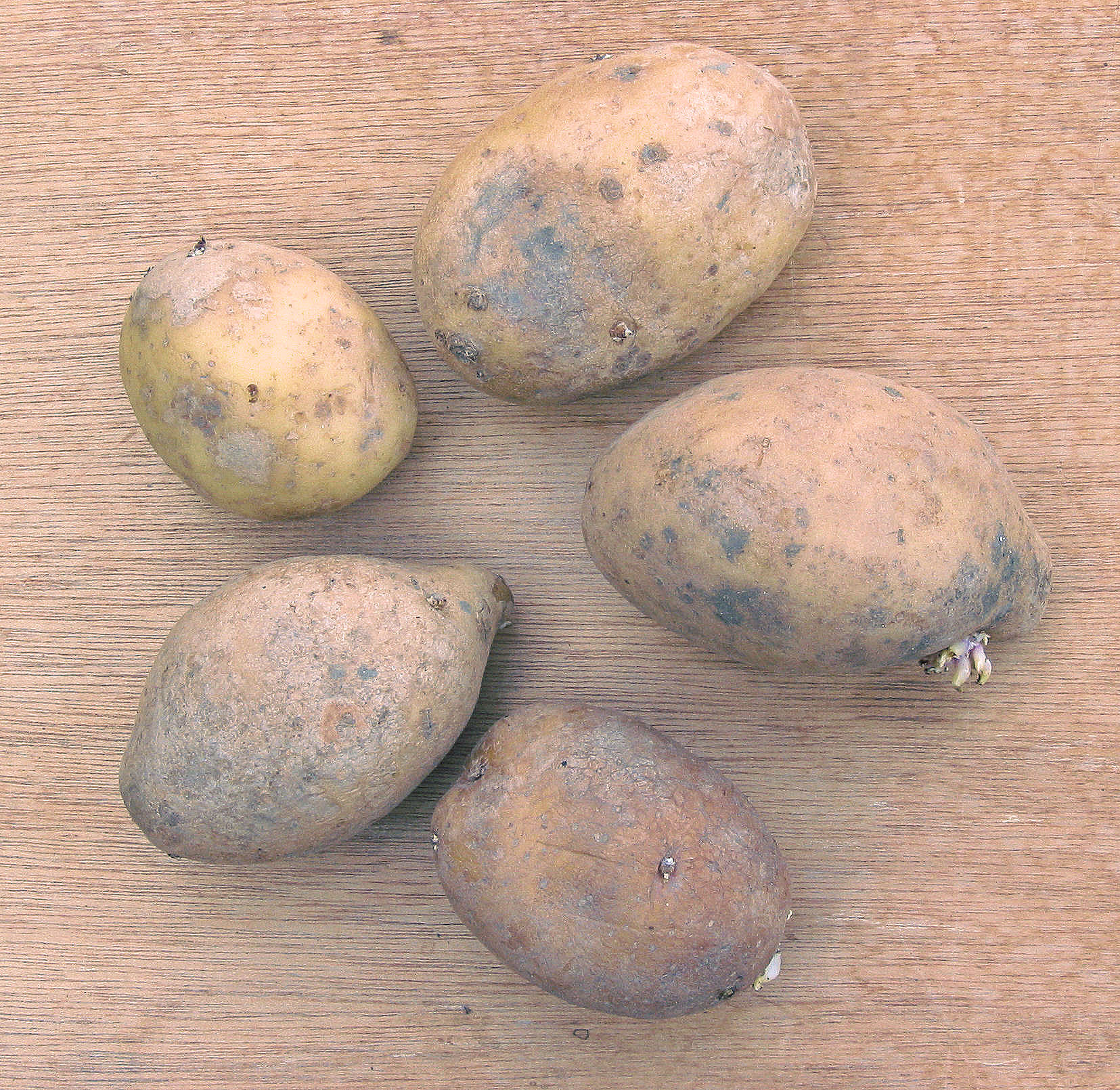 Картофель Solanum tuberosum