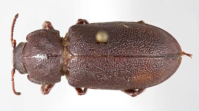 File:Acanthomigdolus quadricollis.jpg