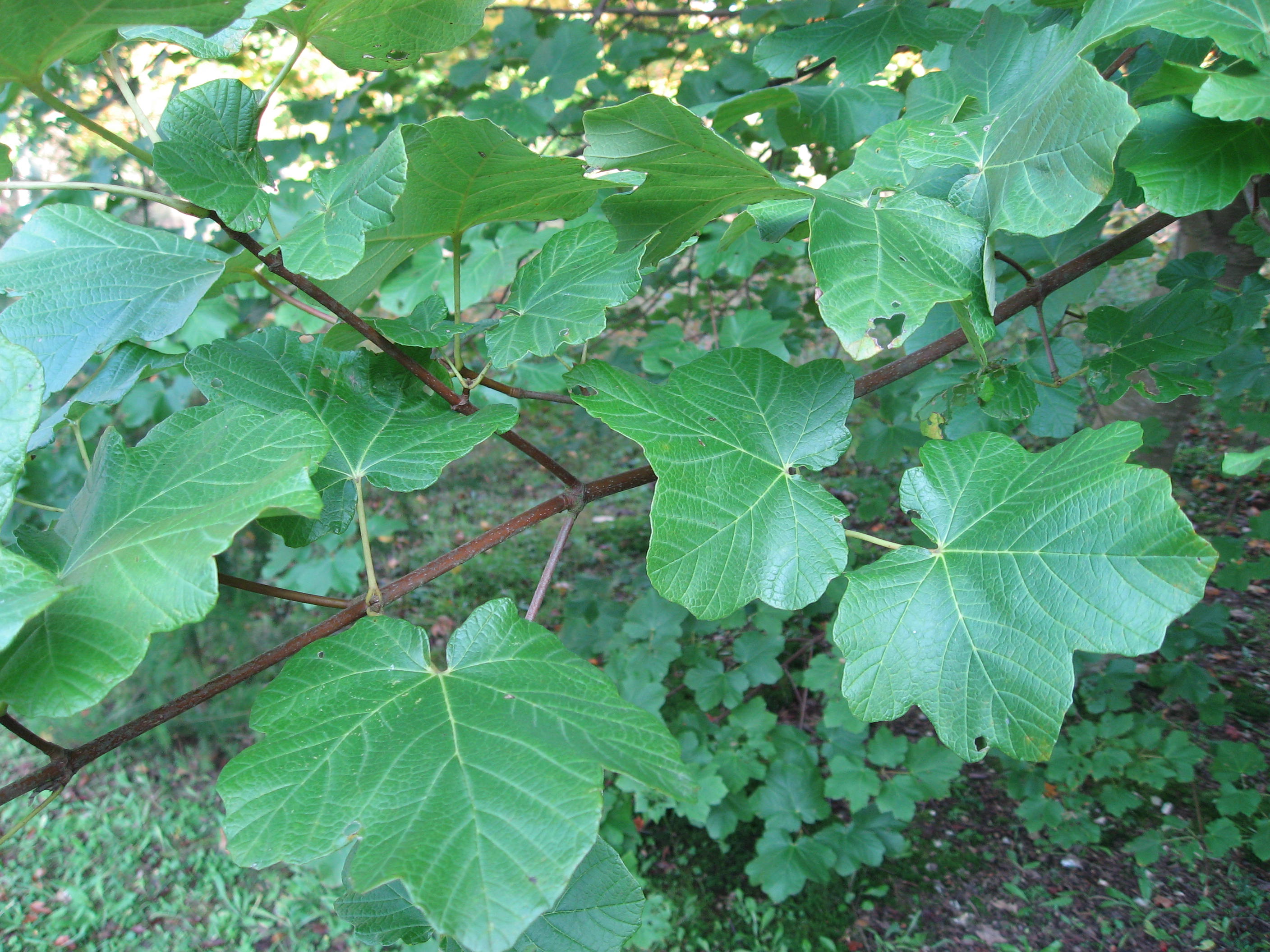 Italian maple Plant Acer opalus 