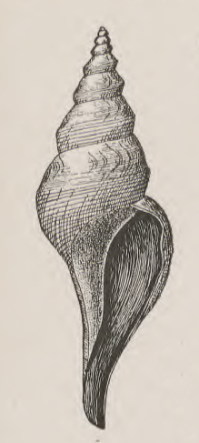 <i>Aforia persimilis</i> Species of gastropod