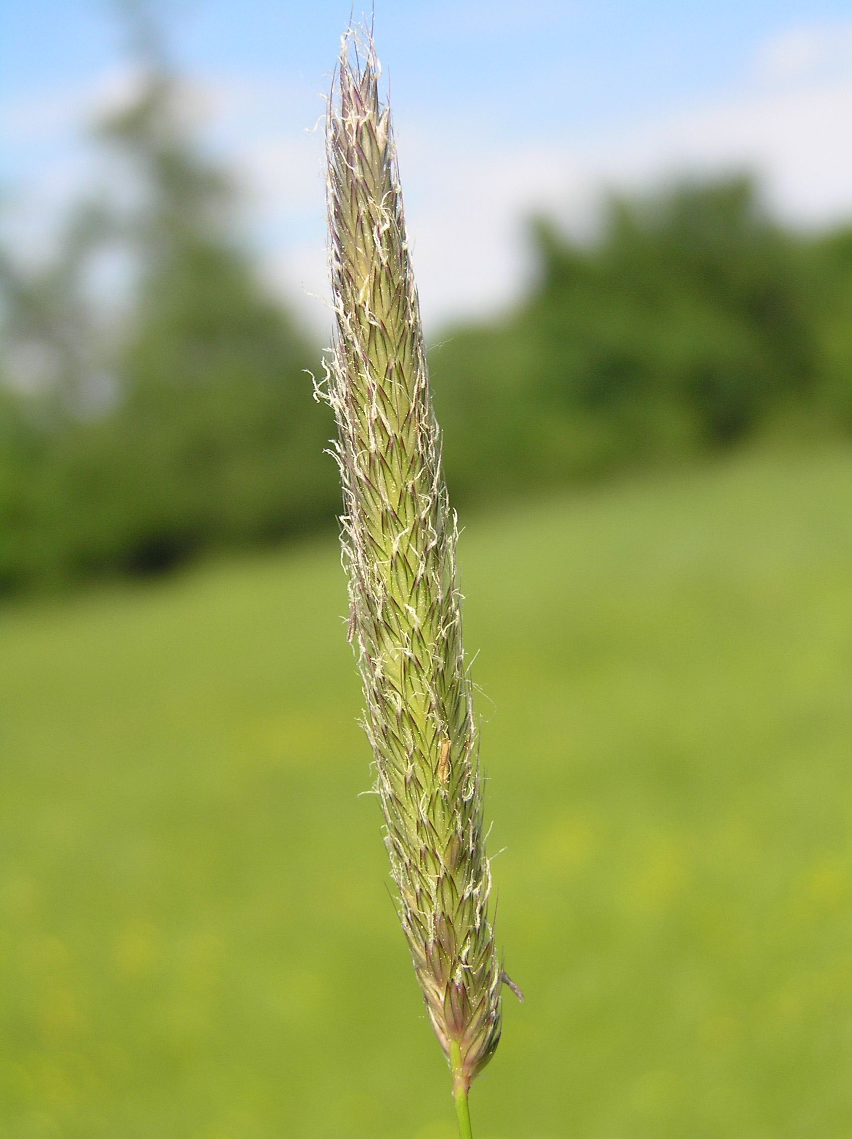 foxtail grass identification