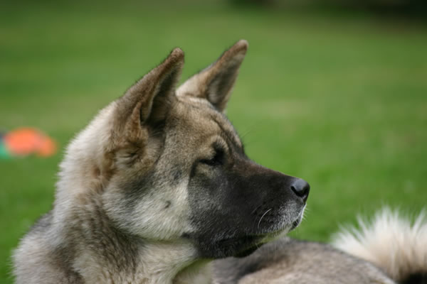 Akita (dog) - Wikipedia