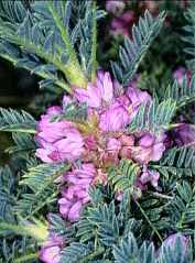 <i>Astragalus siculus</i> Species of legume