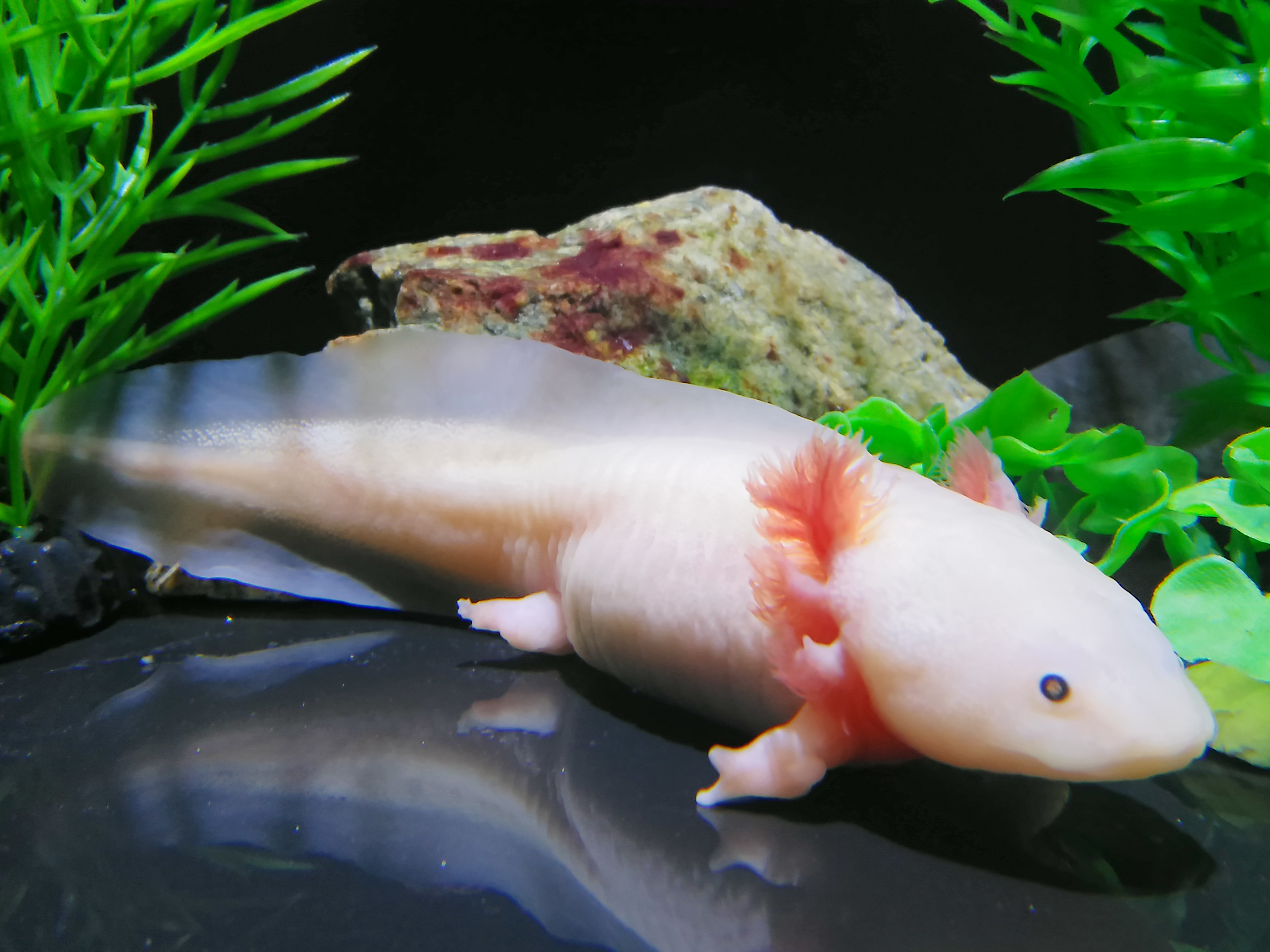 File Axolotl In Coex Aquarium Jpg Wikimedia Commons