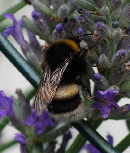 Bombus lucorum самка