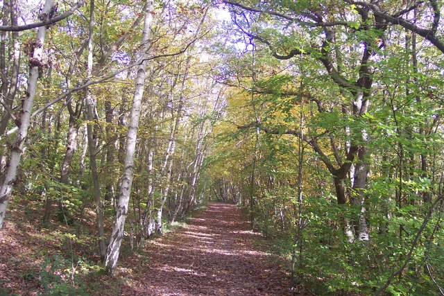 File:Bridleway in Blean Wood (1) - geograph.org.uk - 1559197.jpg