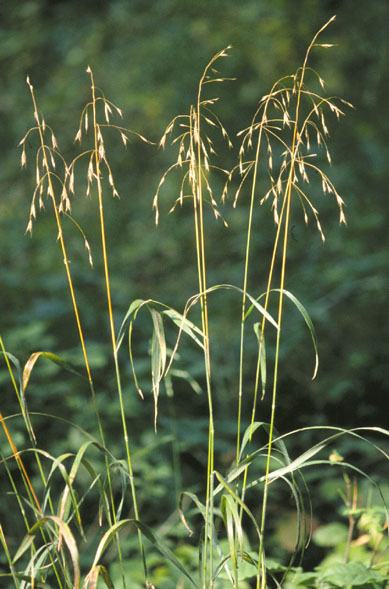 Smooth Brome (Bromus inermis) - Mississippi National River