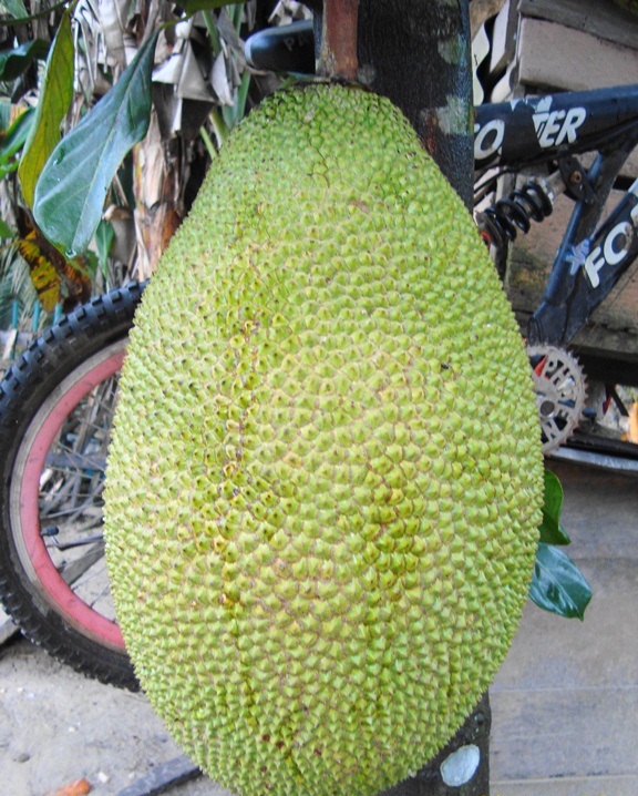 Buah cempedak in english