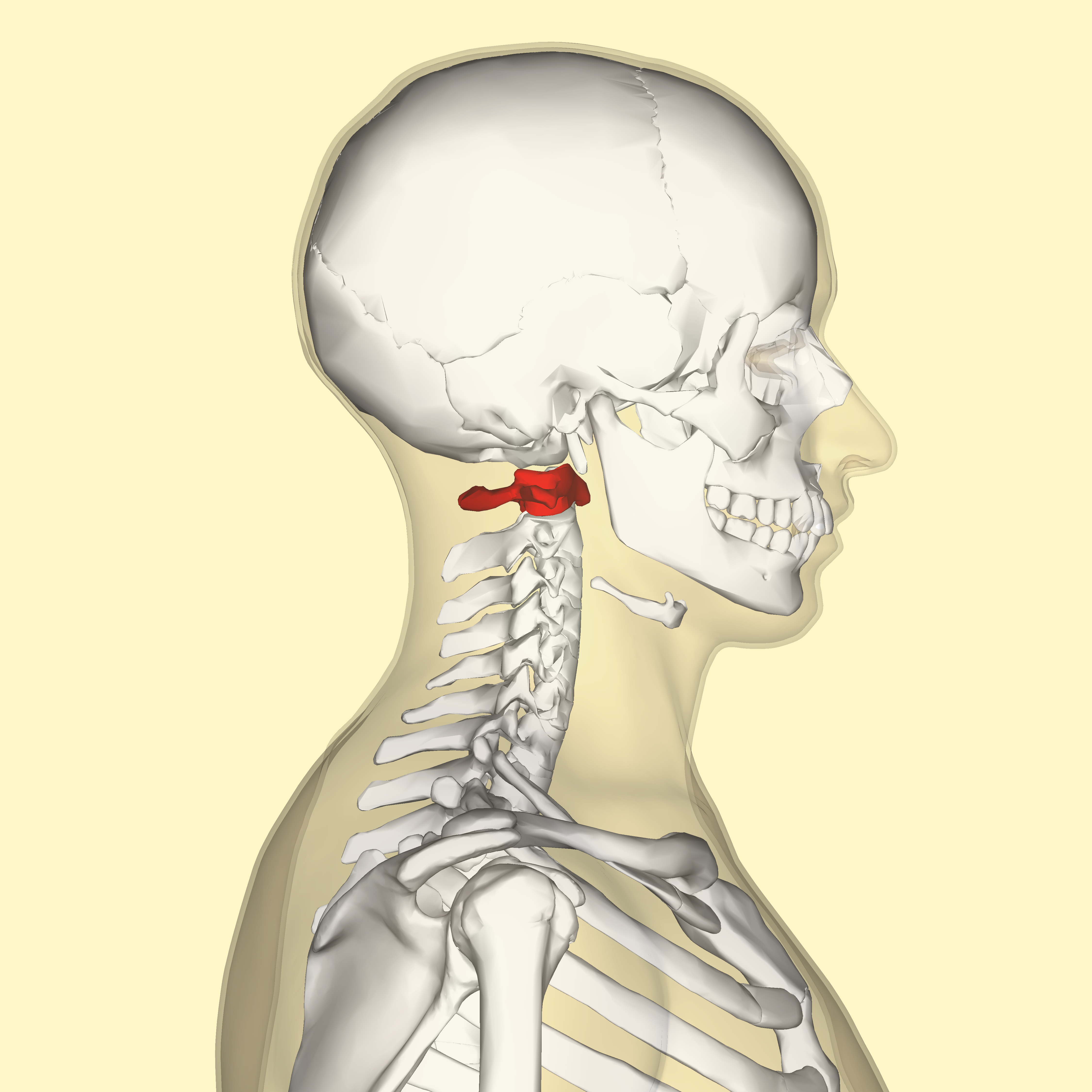 Cervical Spine Anatomy & Clinical Significances - Anatomy Info