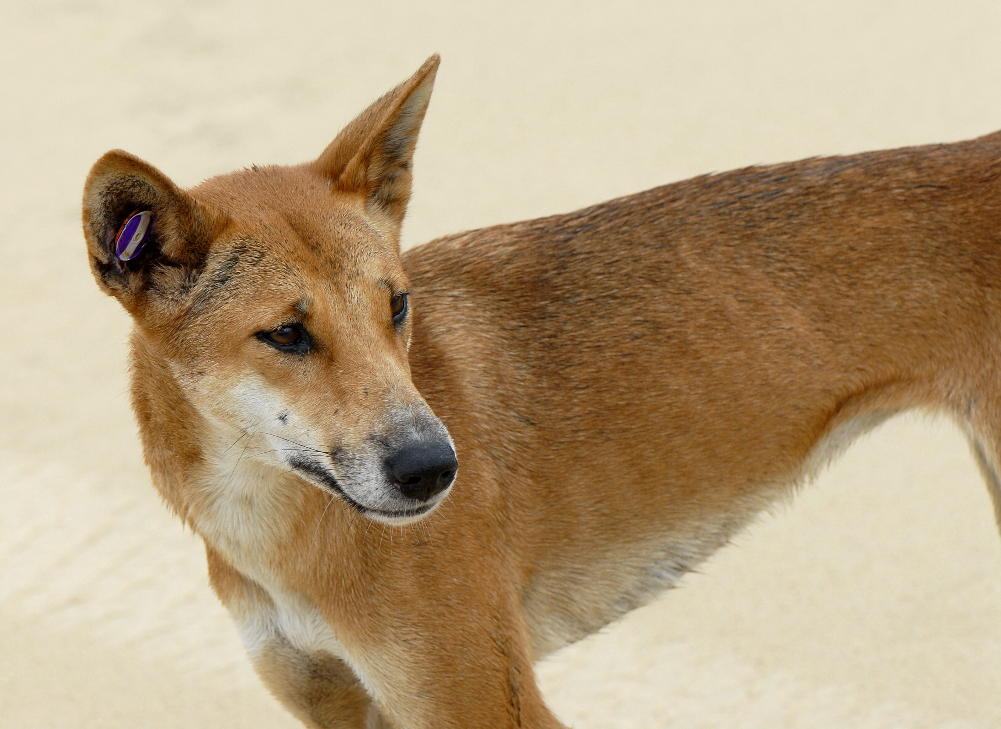 Canis lupus dingo - Wikipedia