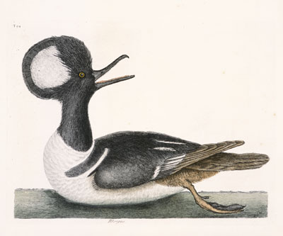 File:Catesby HoodedMerganser.jpg