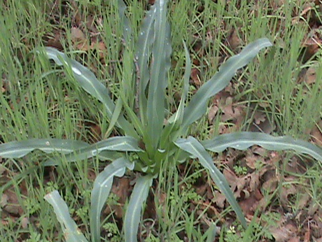 TÌNH YÊU CÂY CỎ ĐV4 - Page 39 Chlorogalum_pomeridianum_aka_Soap_Plant