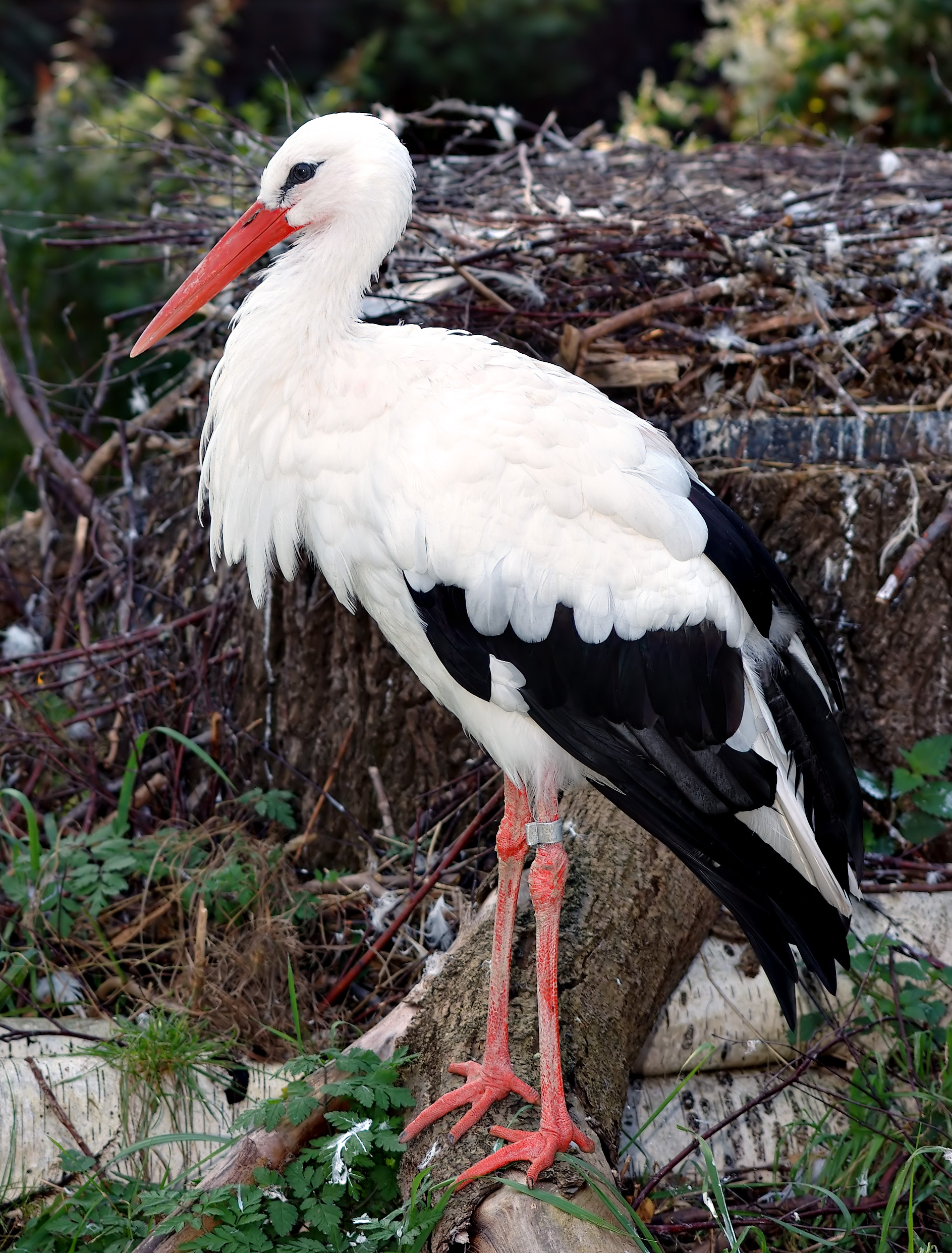 Weissstorch Wikipedia