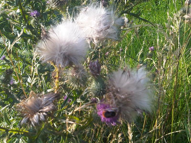 File:Cirsium vulgare 3 - Putney Heath Common 2011.08.02.jpg