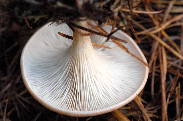 File:Clitocybe.gibba4.-.lindsey.jpg