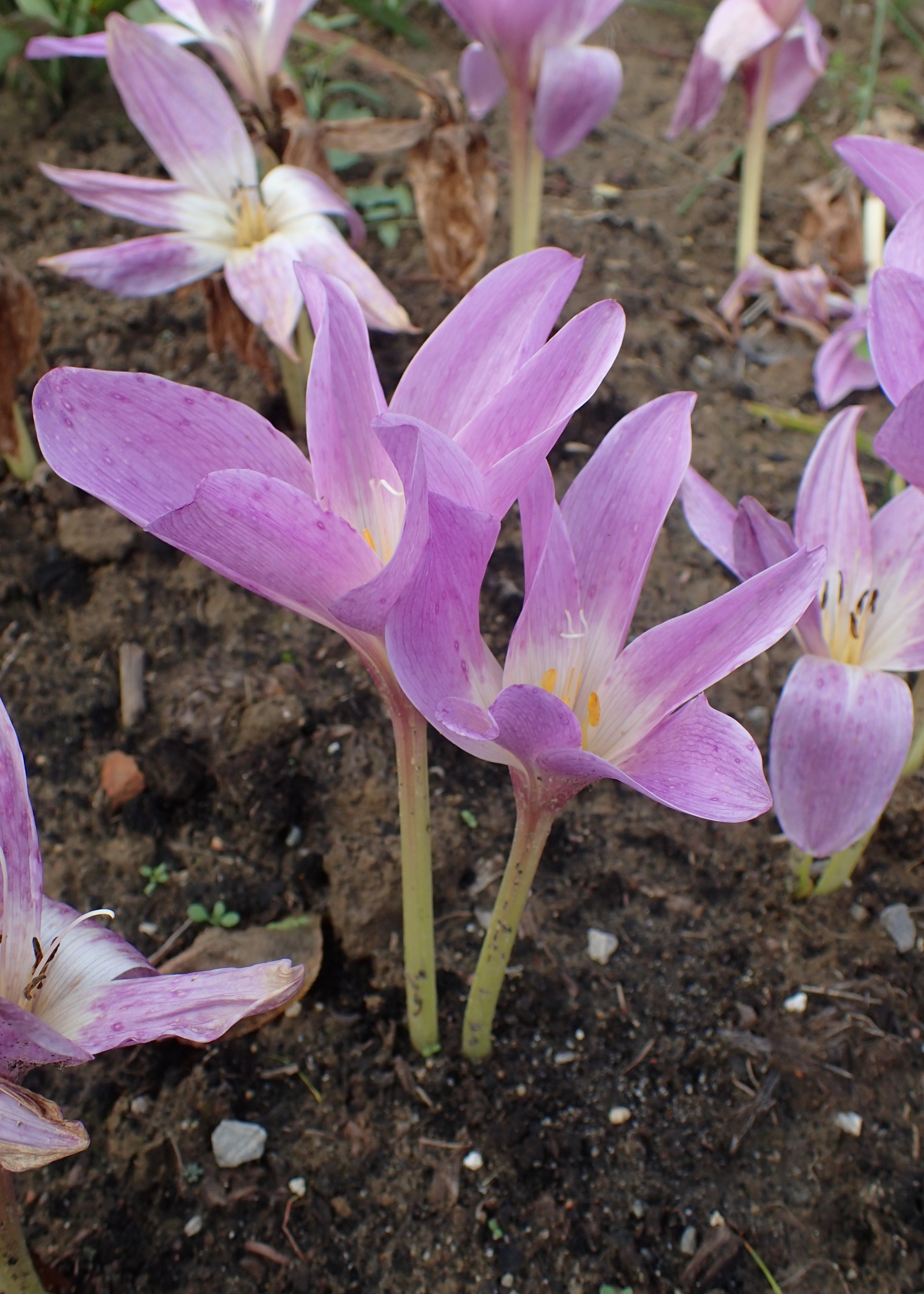 Colchicum Hungaricum