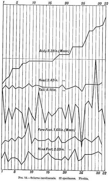 Fig 13.—Sciurus carolinensis. 32 specimens. Florida.