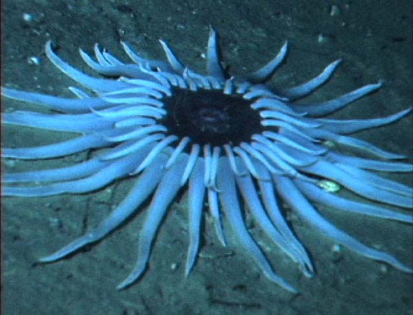 File:Deepsea anemone.jpg