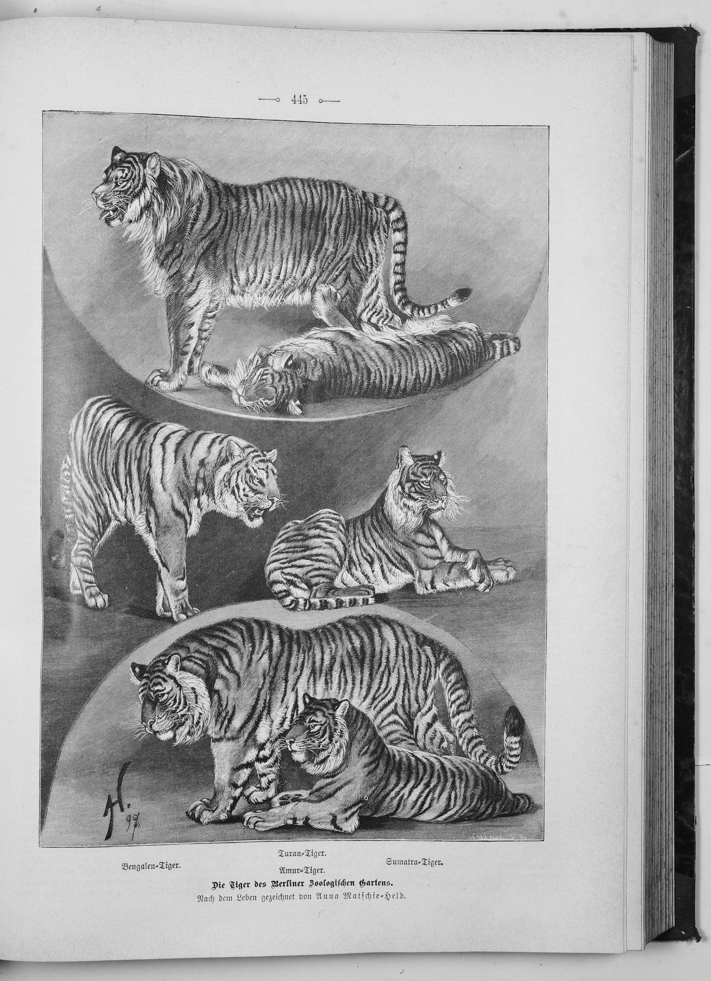 Siberian tiger, Size, Habitat, Population, & Facts