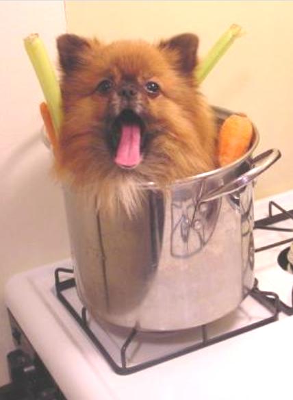 File:DogPot.jpg