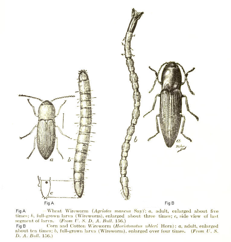 White Grub (Beetle Larvae) Identification, Habits & Behavior