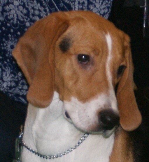 File:Estonian Hound head.jpg