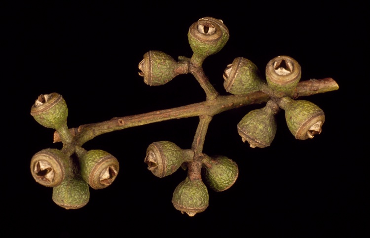 File:Eucalyptus bridgesiana fruit.jpg