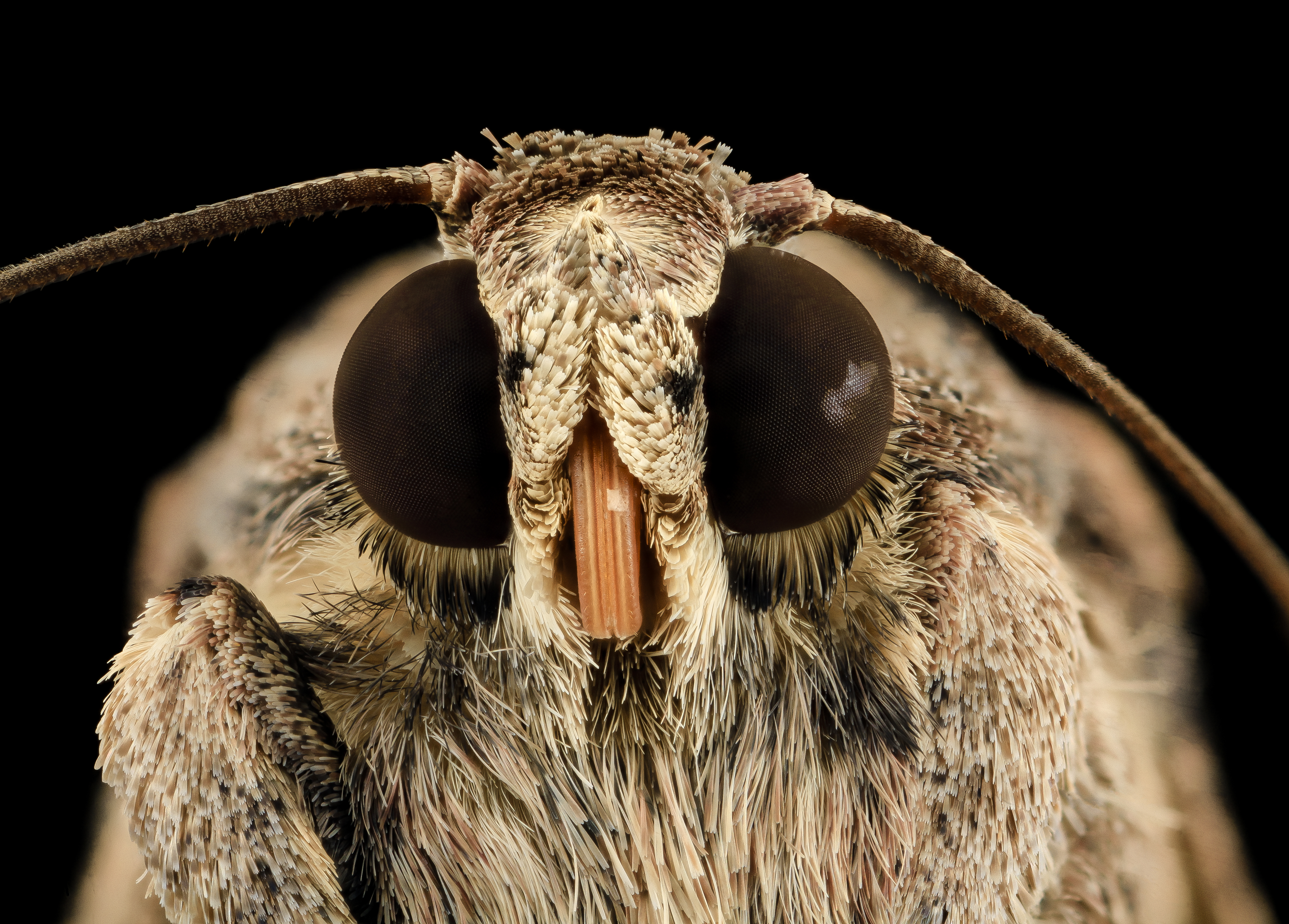 File:Fall armyworm, adult, face 2014-06-06-10.56.14 ZS PMax