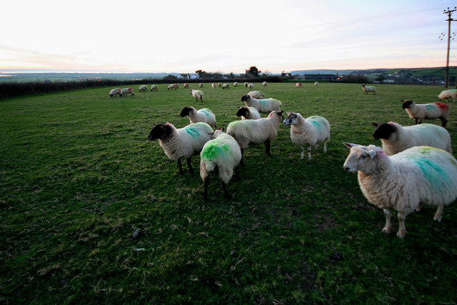 File:Field with sheep, Heanton Punchardon - geograph.org.uk - 332916.jpg