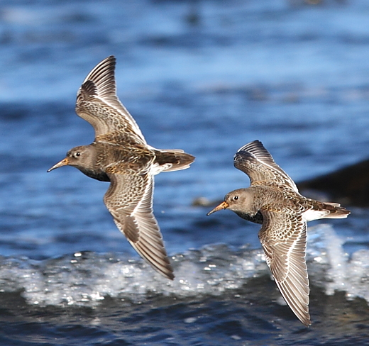 File:Fjæreplytt - Purple Sandpiper (Calidris maritima) from Lista, Norway (cropped).JPG