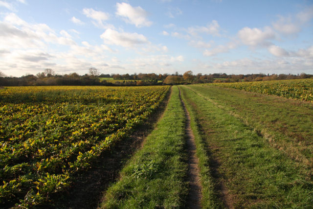 Footpath at Bishop Karney Green - geograph.org.uk - 1596179