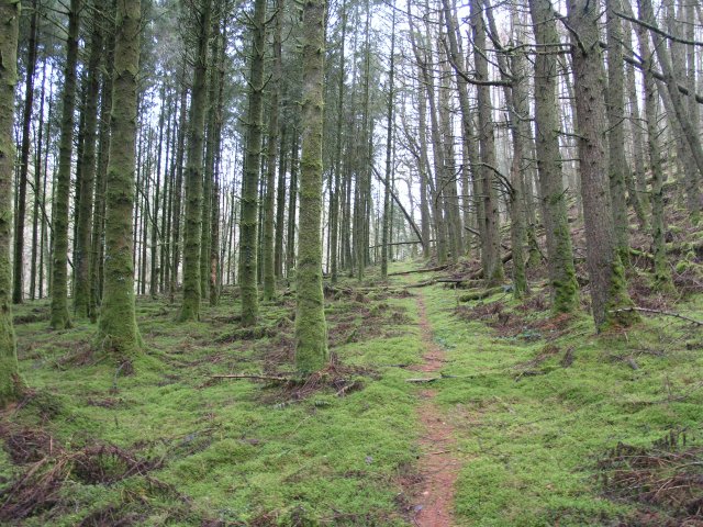 Forestry footpath - geograph.org.uk - 1724557