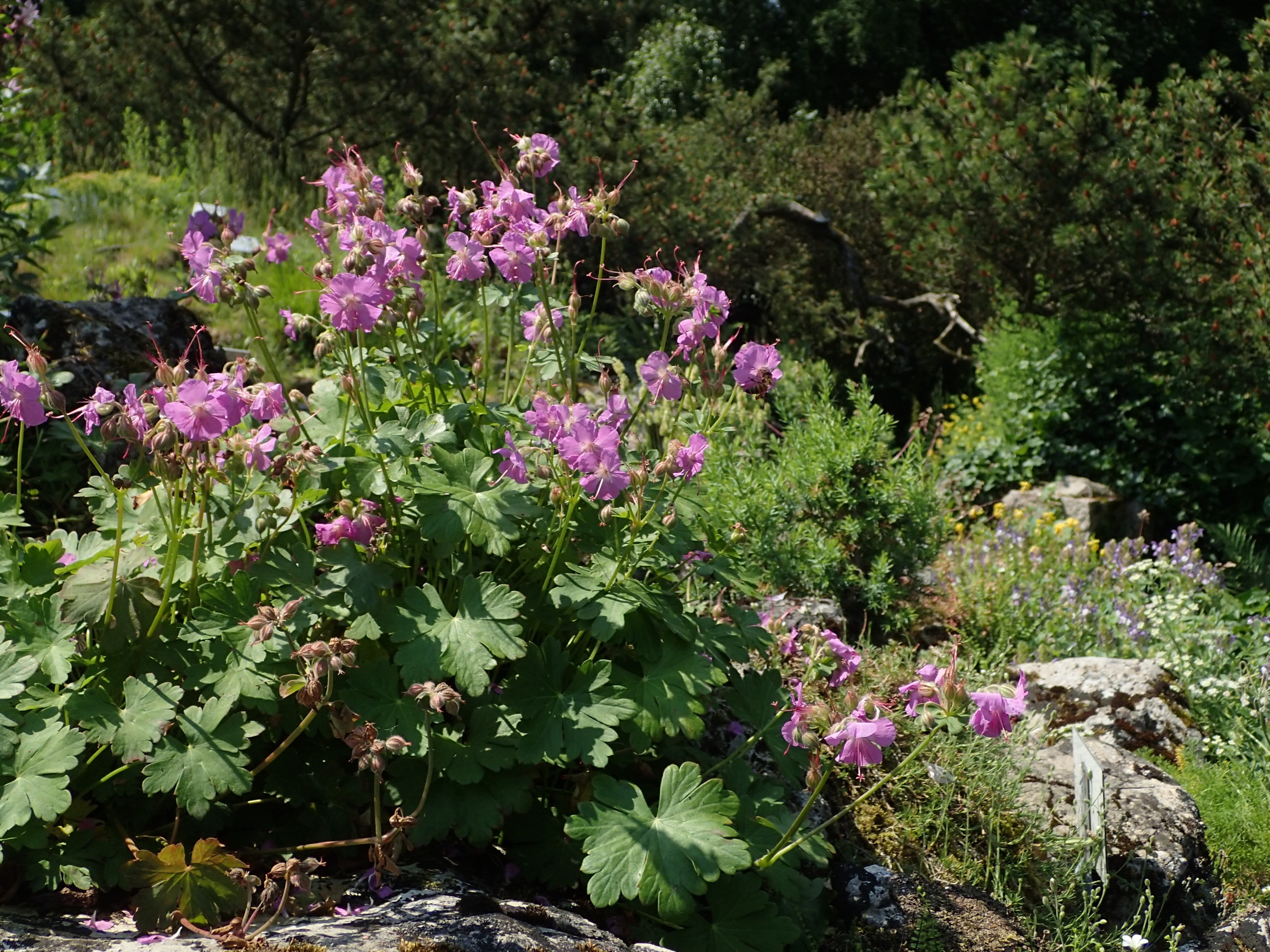 Geranium cantabrigiense in a wildflower garden with pink flowers