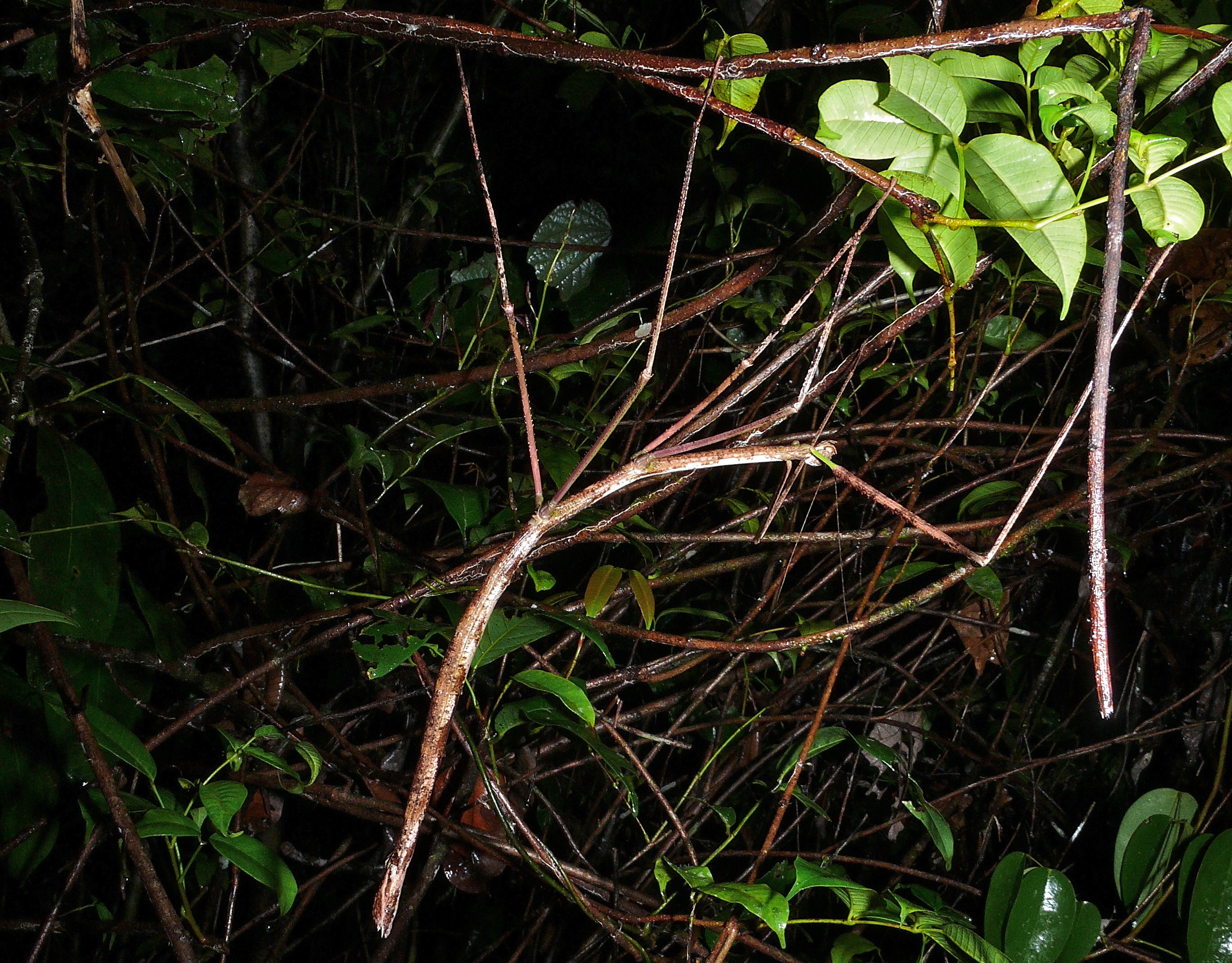 Giant Stick Insect (Phobaeticus kirbyi) (8419640262).jpg