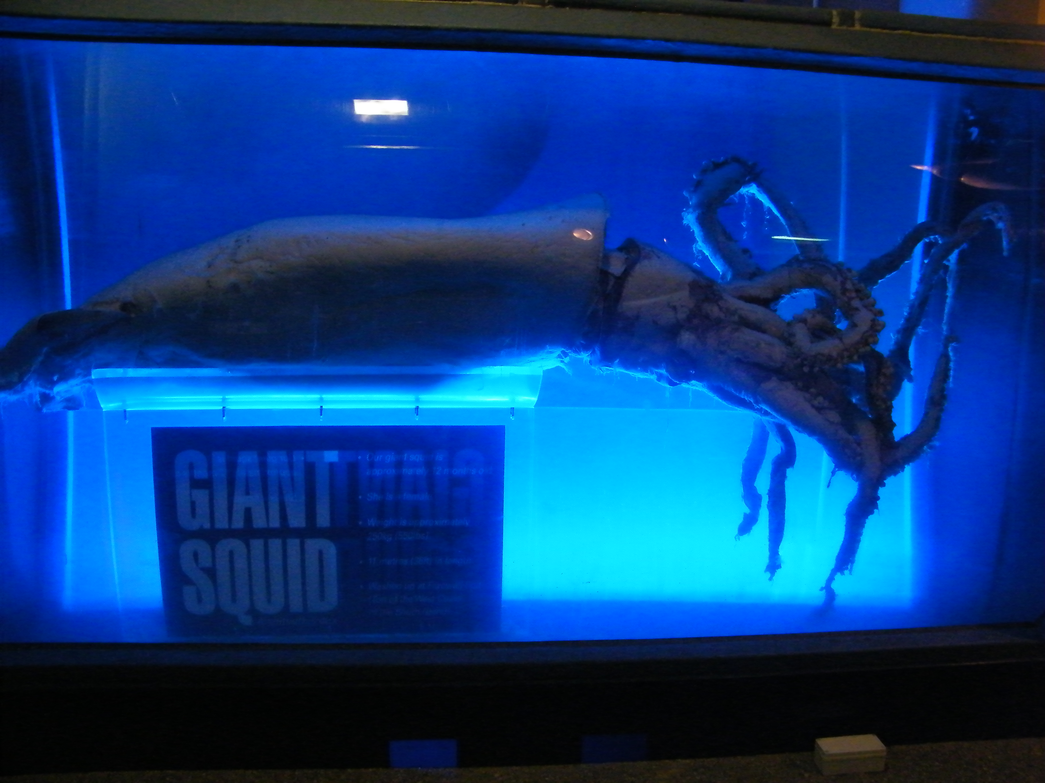 colossal squid display