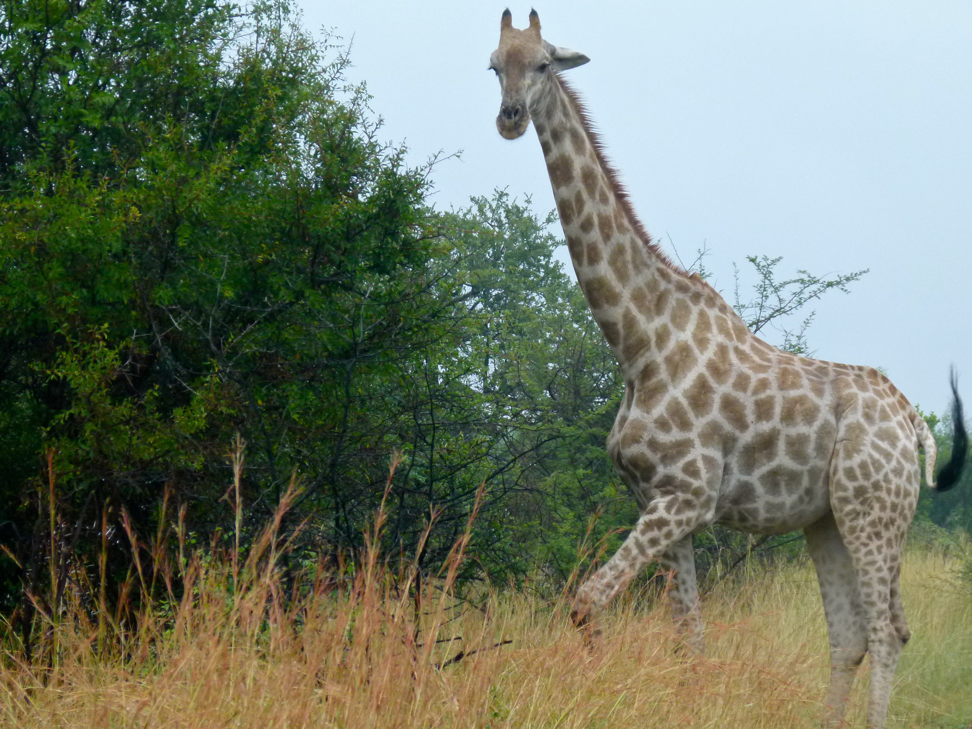 Giraffe (Giraffa camelopardalis) (7035181421).jpg