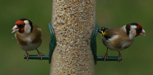 File:Goldfinches, Craigleith, Edinburgh - geograph.org.uk - 997450.jpg