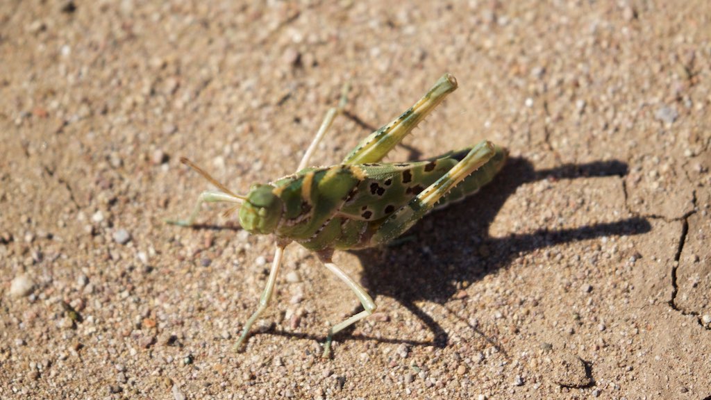 Great Crested Grasshopper - Rusty's - Rodeo -NM - 2015-09-25at10-30-38 (21900053226).jpg