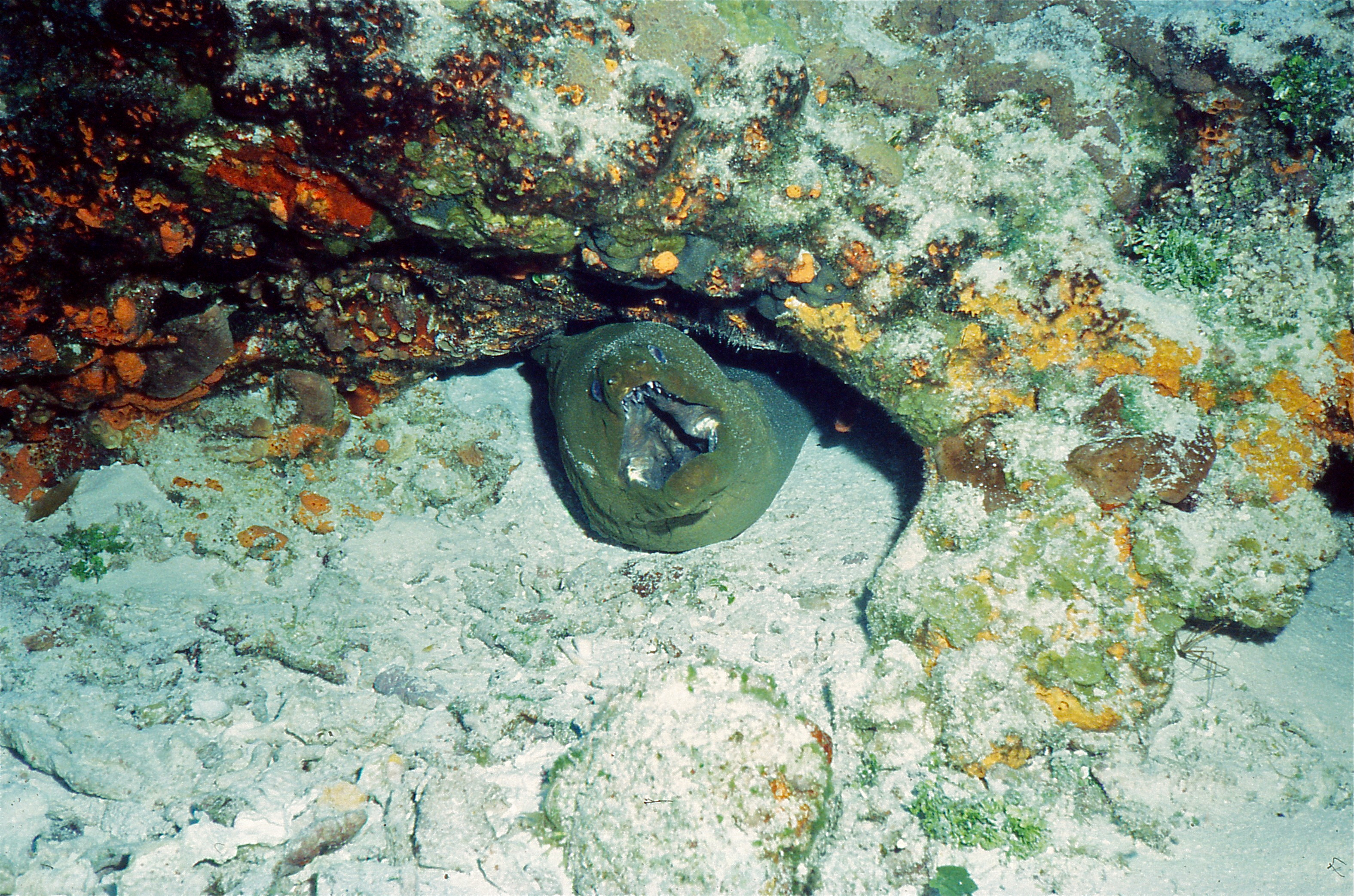 Green Moray (Gymnothorax funebris) (21543046978).jpg