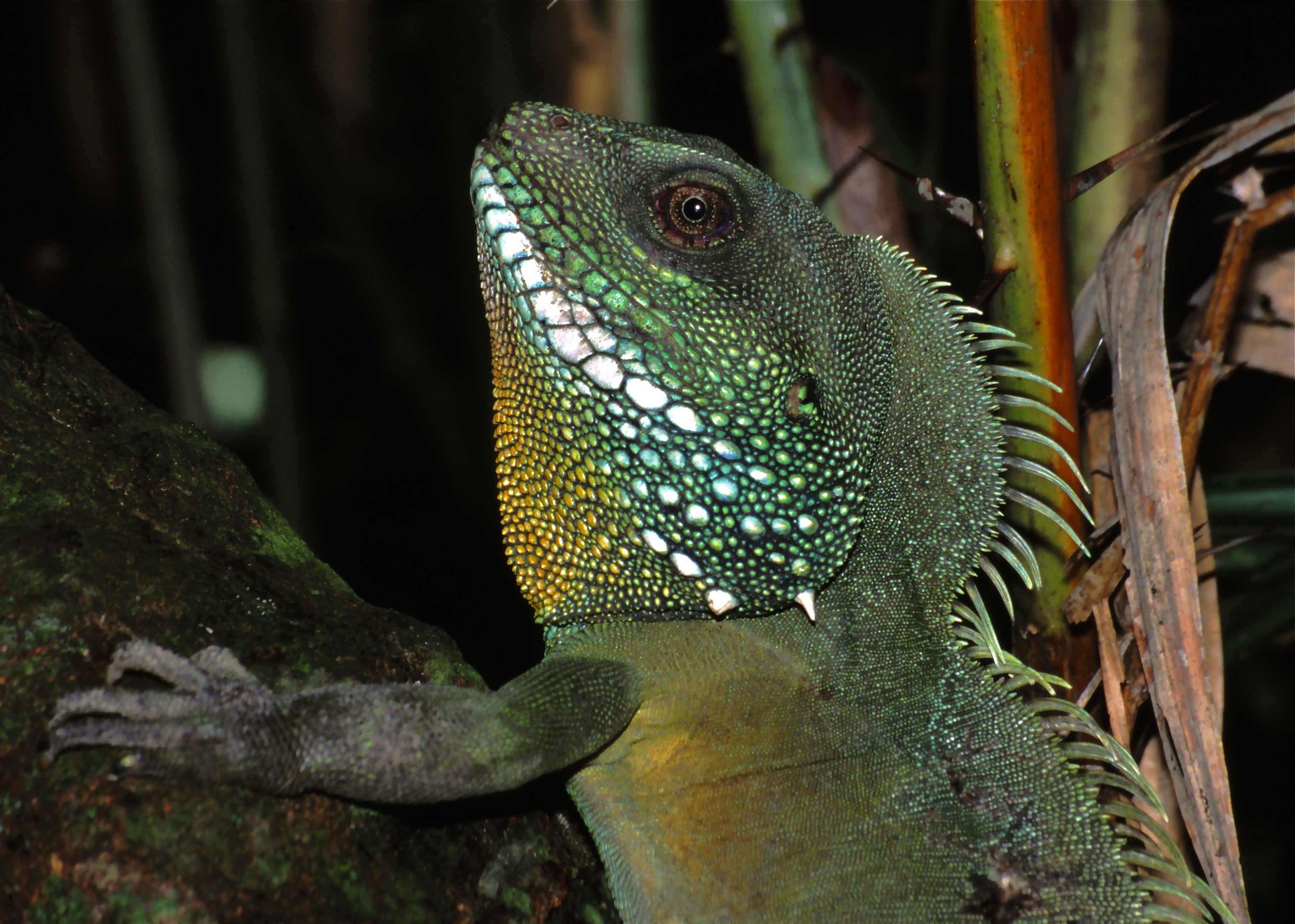 Green Water Dragon (Physignathus cocincinus) male (7783307218).jpg