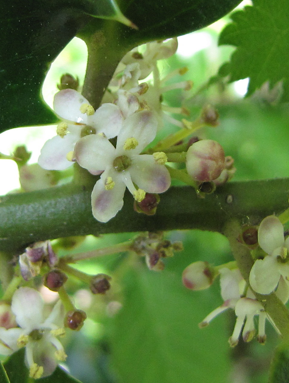 Holly (Ilex aquifolium) (5694171100).jpg