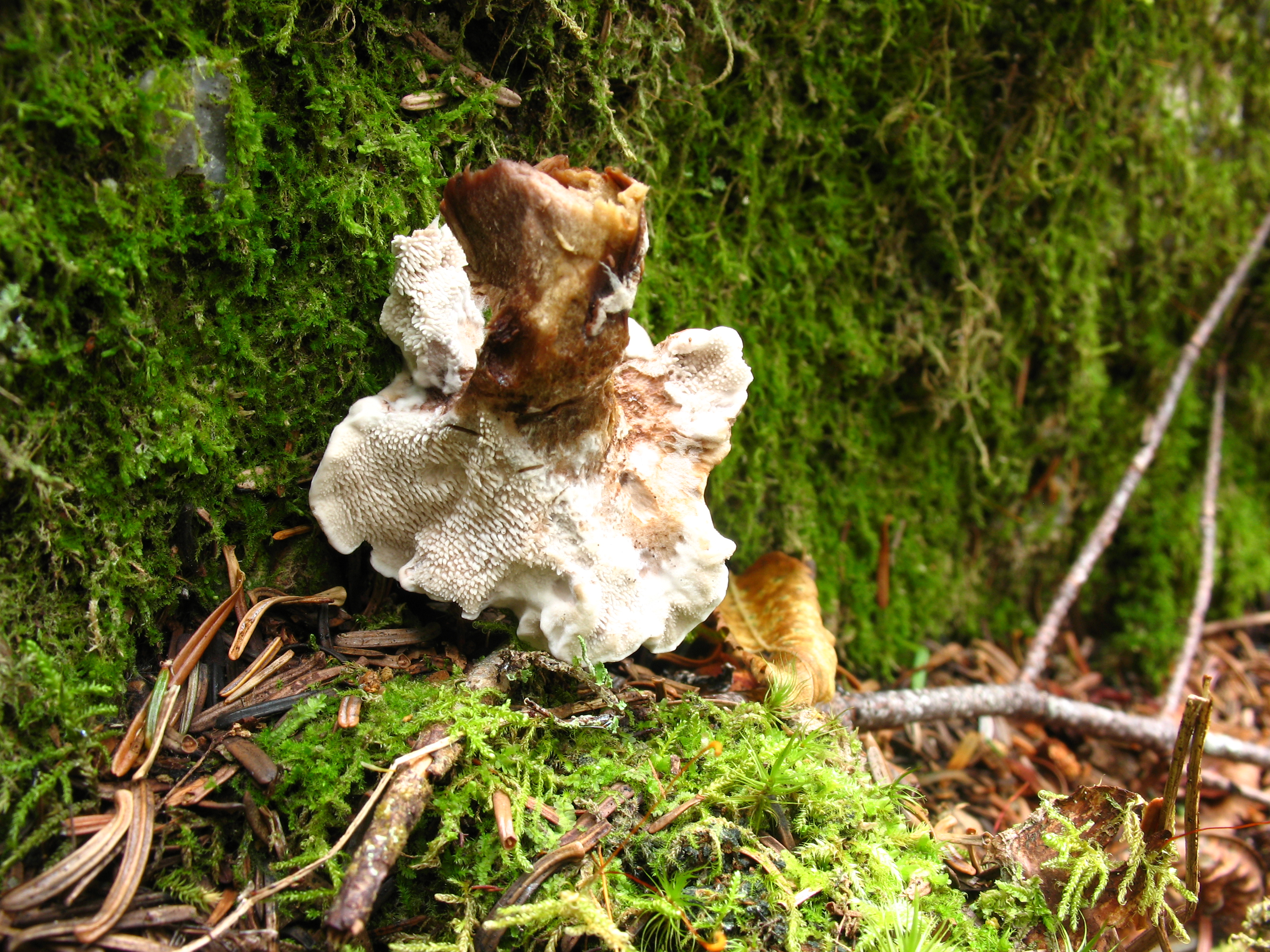 Hydnum sp? (7996910150).jpg