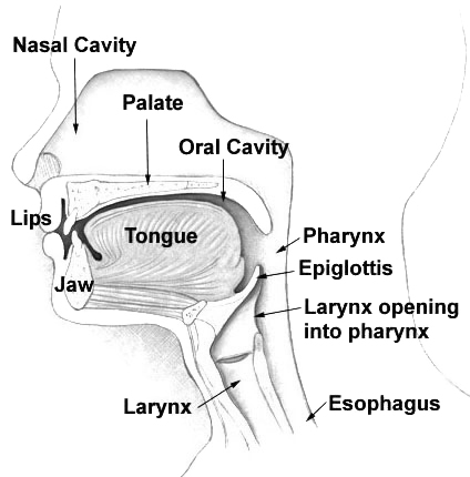 Anatomical picture of throat areas affected by Laryngopharyngeal Reflux