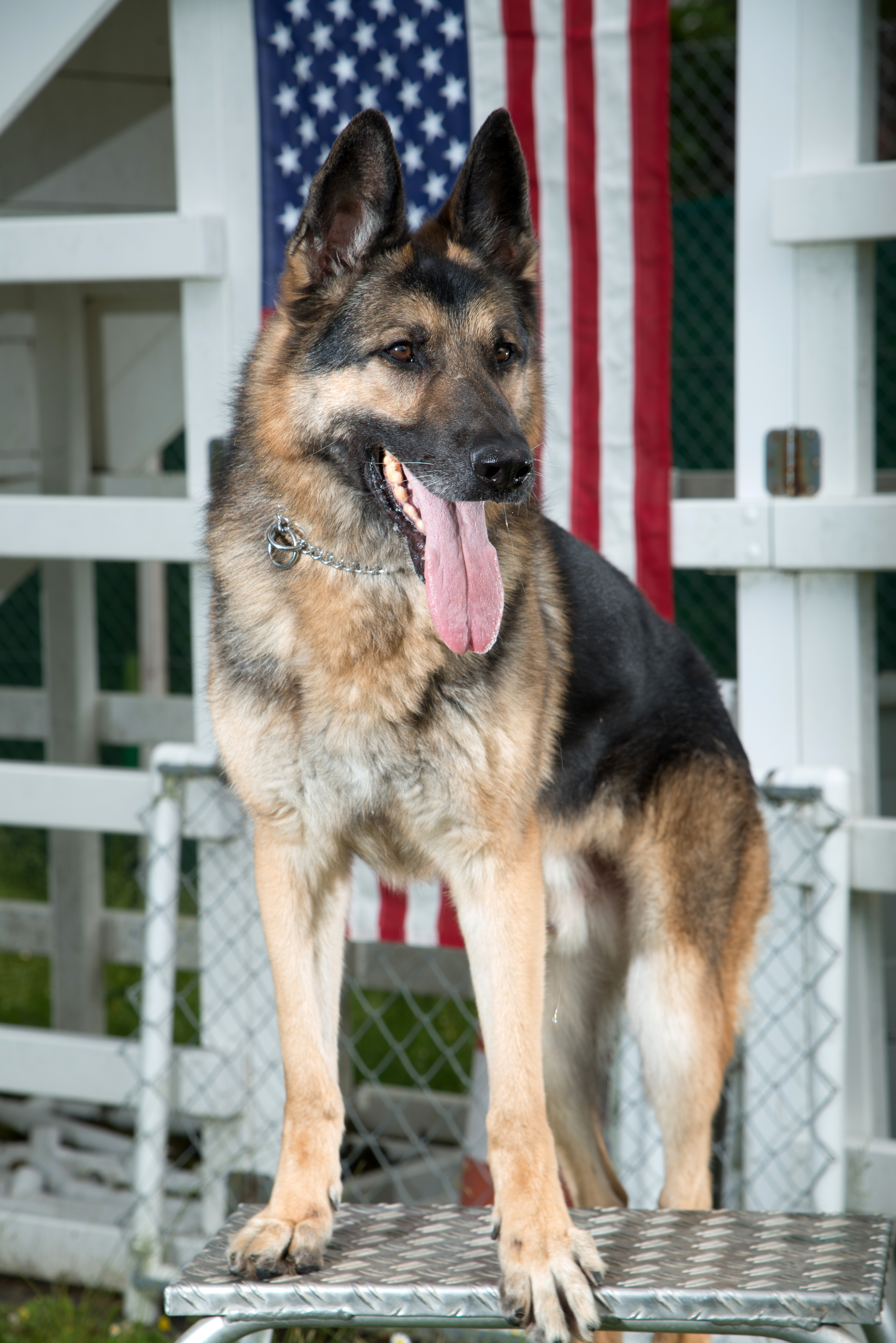File:iris, A German Shepherd Working Dog Assigned To The 554Th Military  Police Company, Poses For An Official Portrait At The Dog Kennel's Obstacle  Course, Boeblingen, Baden-Wurttemberg, Germany, June 21, 2013  130621-A-Yi962-026.Jpg -