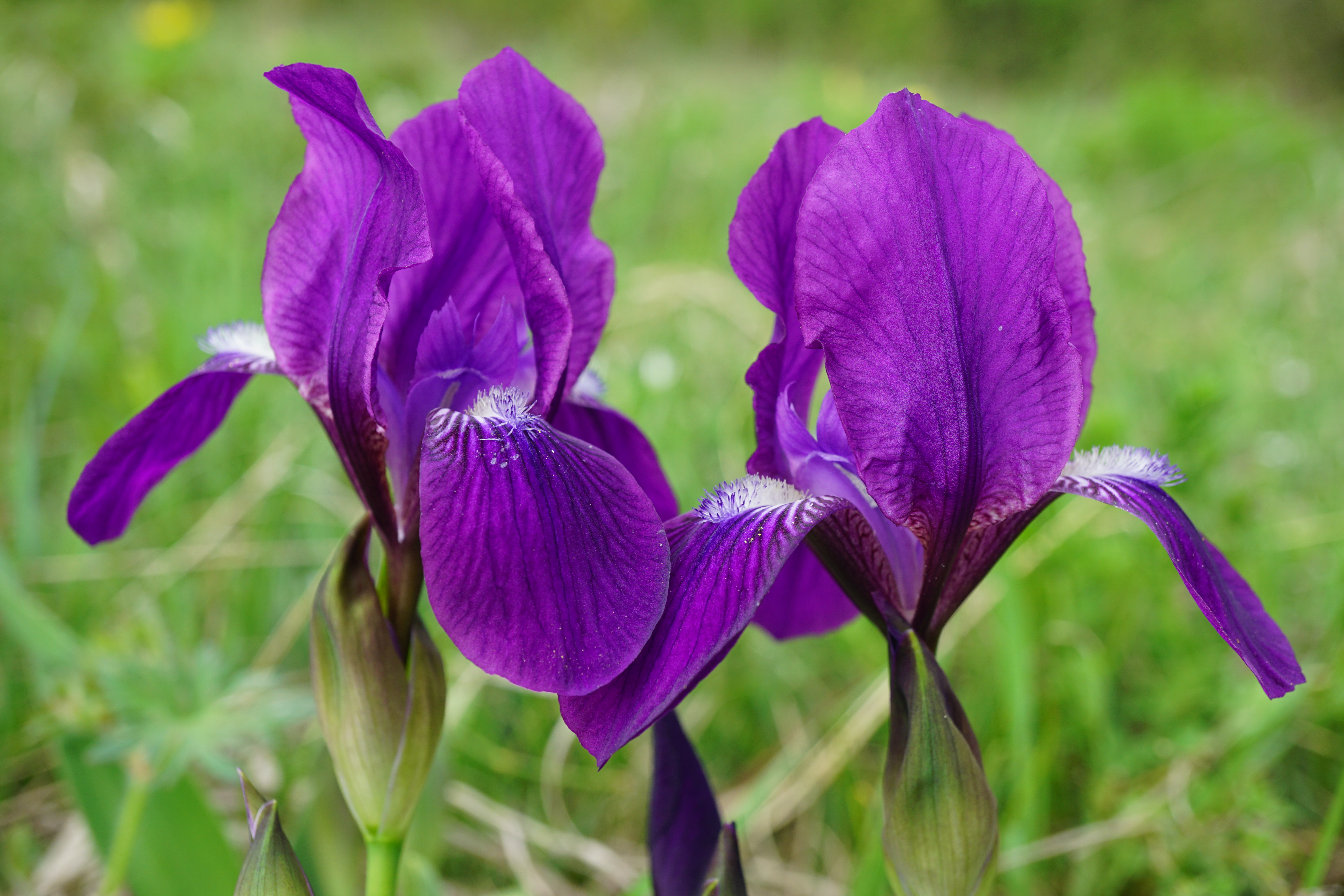 Iris aphylla